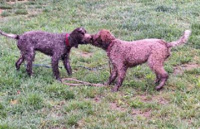 Lagotto Romagnolo tenci